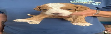 Cavapoo 1