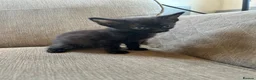 Mixed Breed cats for sale: 4 kittens  in Clacton-on-Sea - Advert 14
