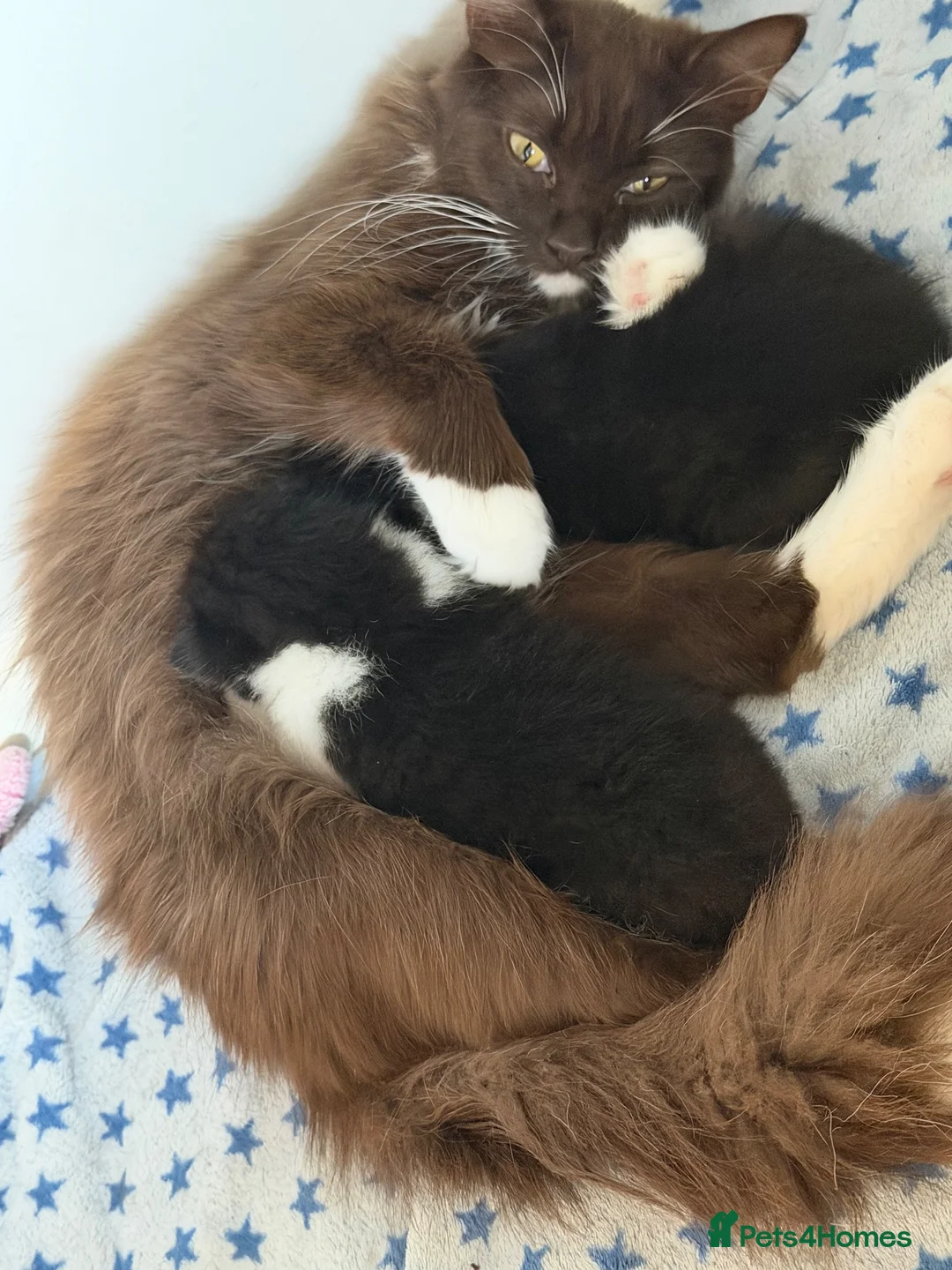 Mixed Breed cats for sale: Dribble - Advert 1