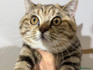 British Shorthair cats - Advert 3