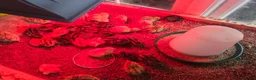 Quail poultry for sale: Quails - Advert 8