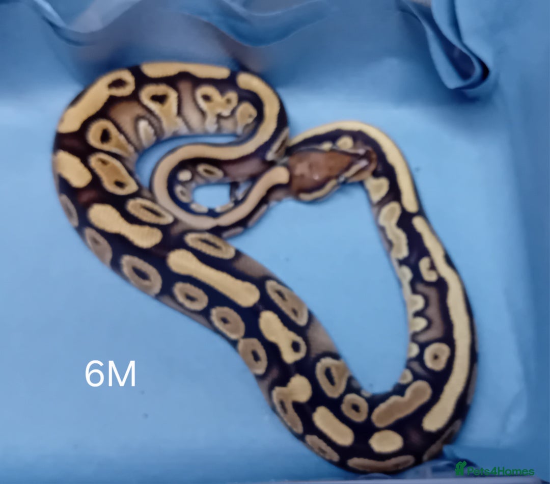Python Snake reptiles for sale: Hatchling Male Royal Python's  - Advert 13