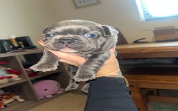 French Bulldog dogs for sale: Blue French bulldogs - Image 3