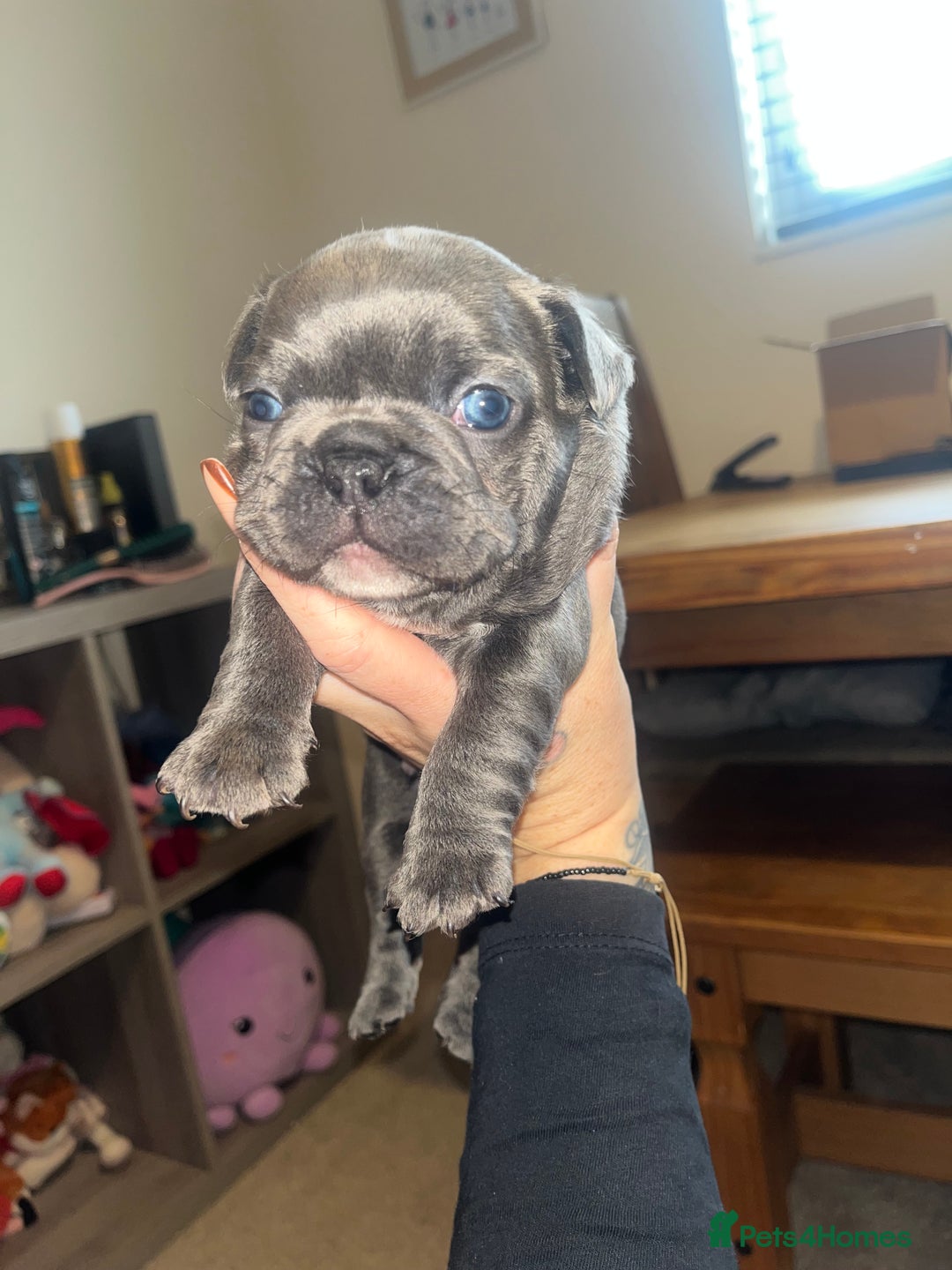 French Bulldog dogs for sale: Blue French bulldogs - Image 3