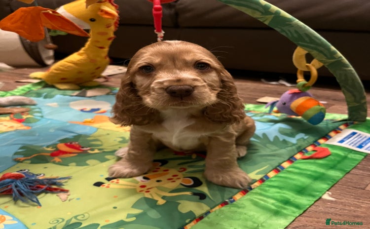 Cocker Spaniel dogs * 1 GIRL LEFT *KC registered show cocker spaniels  - Advert 1