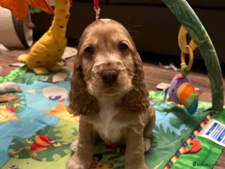 Cocker Spaniel dogs * 1 GIRL LEFT *KC registered show cocker spaniels - Advert 12