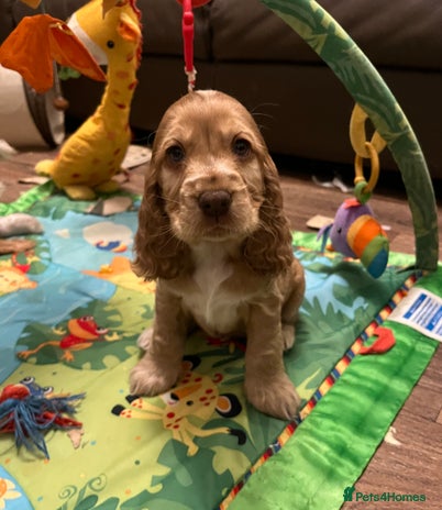 Cocker Spaniel dogs * 1 GIRL LEFT *KC registered show cocker spaniels - Advert 1