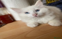 Ragdoll cats for sale: Ragdoll Kittens  - Image 5