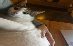 Domestic Shorthair cats for sale: Young male cat - Image 3