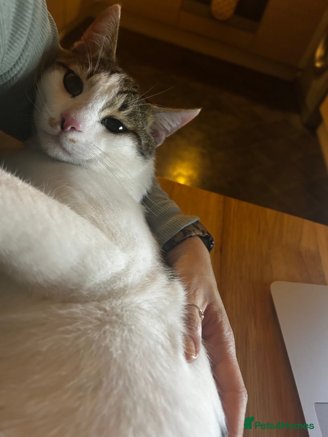 Domestic Shorthair cats for sale: Young male cat - Image 3