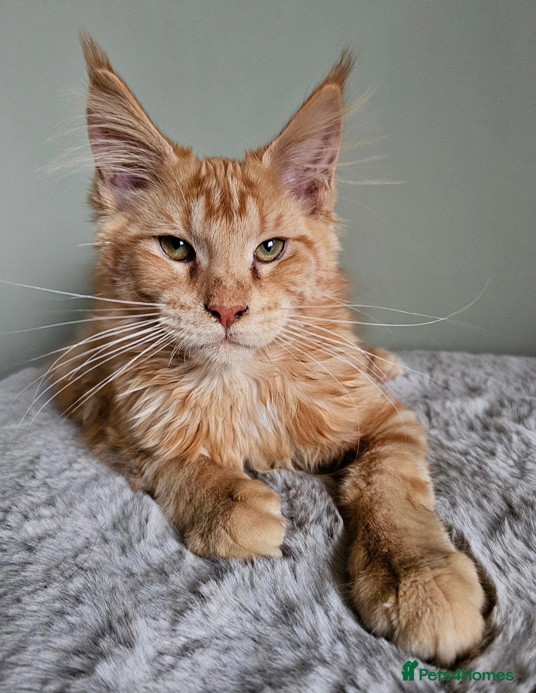 Maine Coon cats Maine Coon kittens looking for loving homes - Advert 13