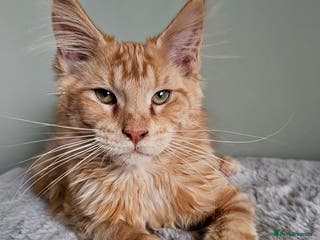 Maine Coon cats Maine Coon kittens looking for loving homes - Advert 13