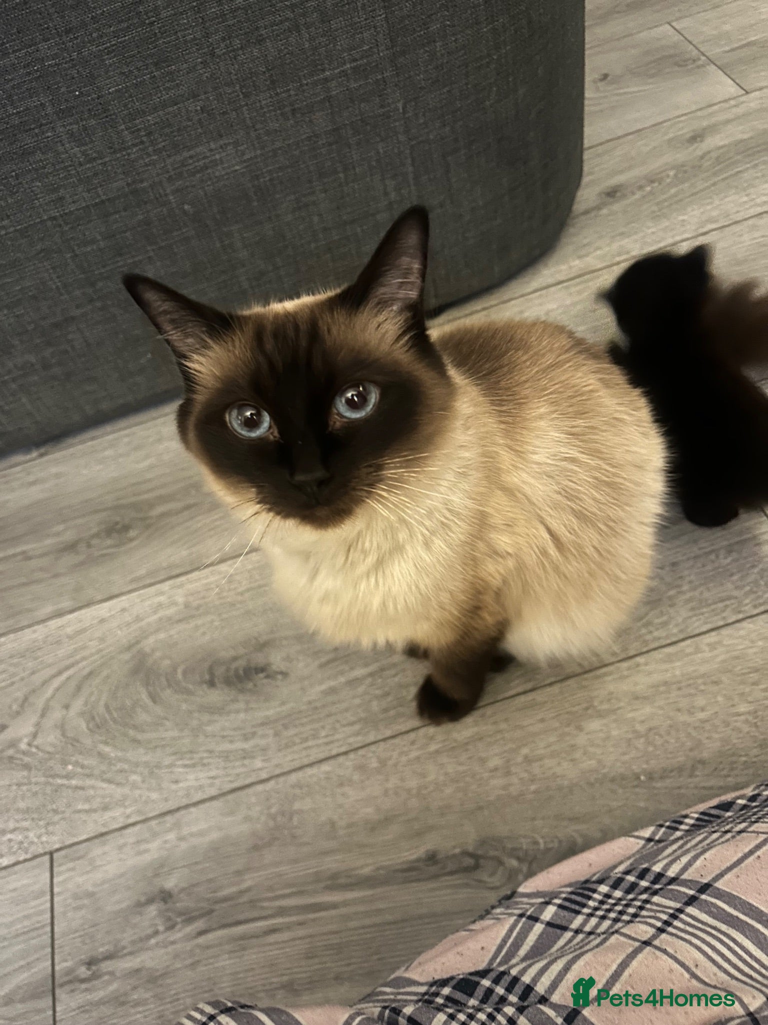 Mixed Breed cats Half ragdolls  - Advert 7