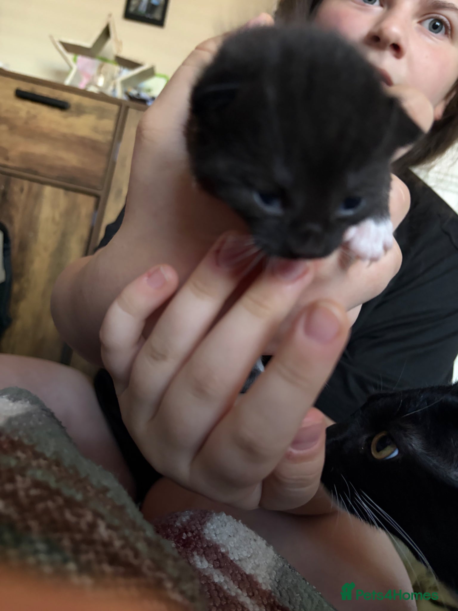 Mixed Breed cats for sale: 3 Tuxedo Kittens - Advert 6