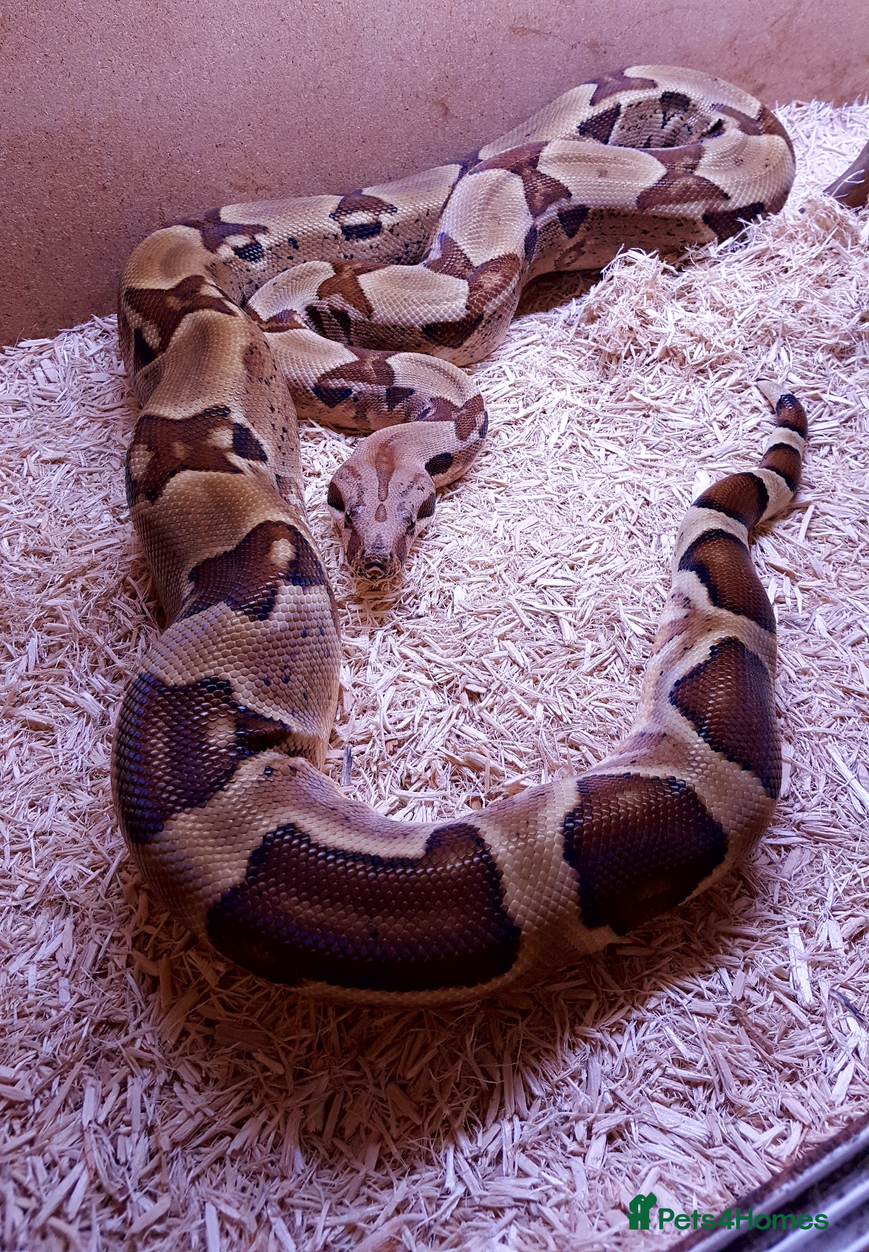 Boa Snake reptiles Male Hypo Boa - Advert 1