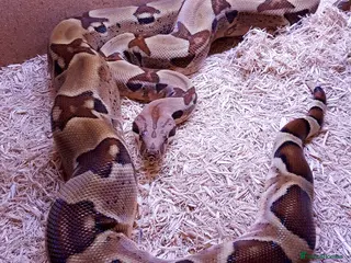 Boa Snake reptiles Male Hypo Boa - Advert 1