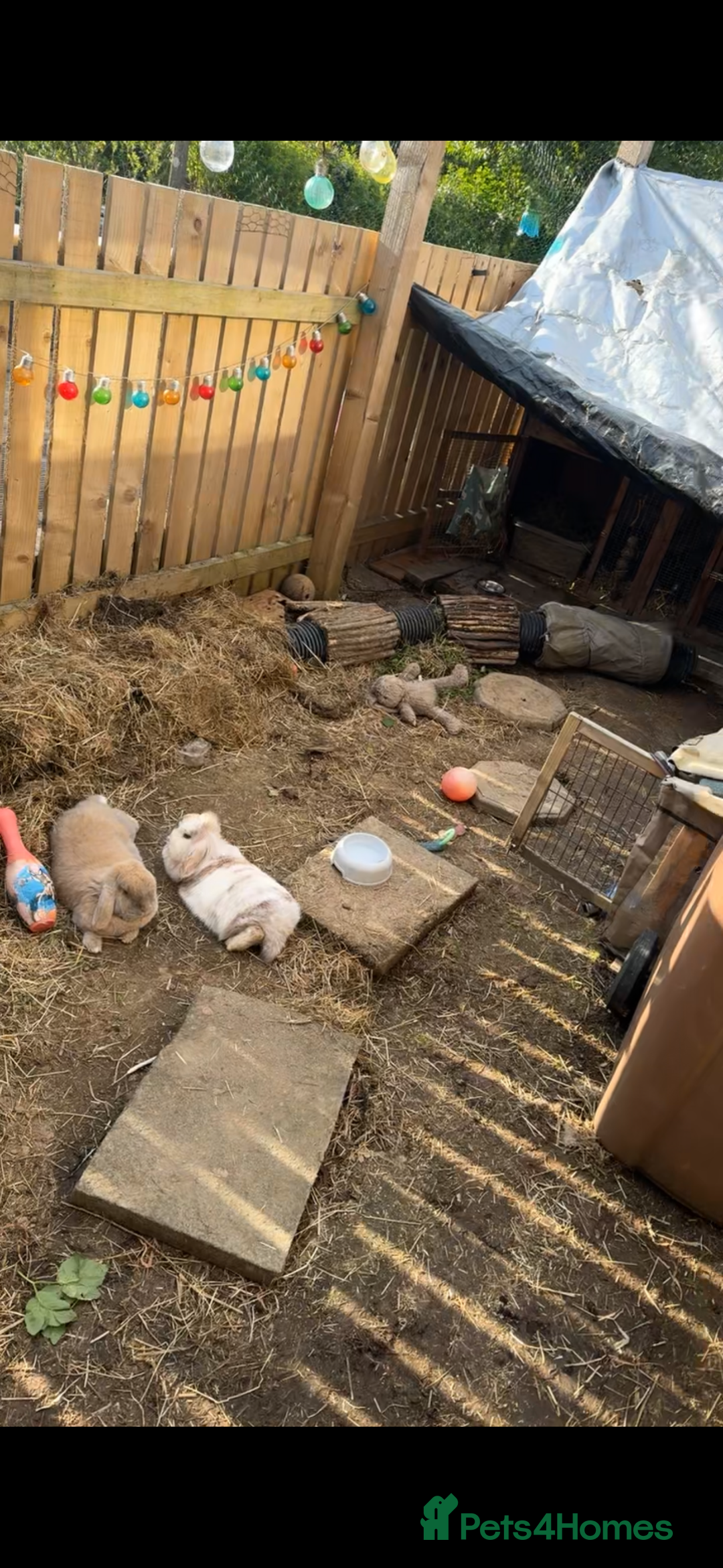 Mini Lop rabbits for sale: Bonded pair of bunnies for rehoming 🐰❤️ - Image 2