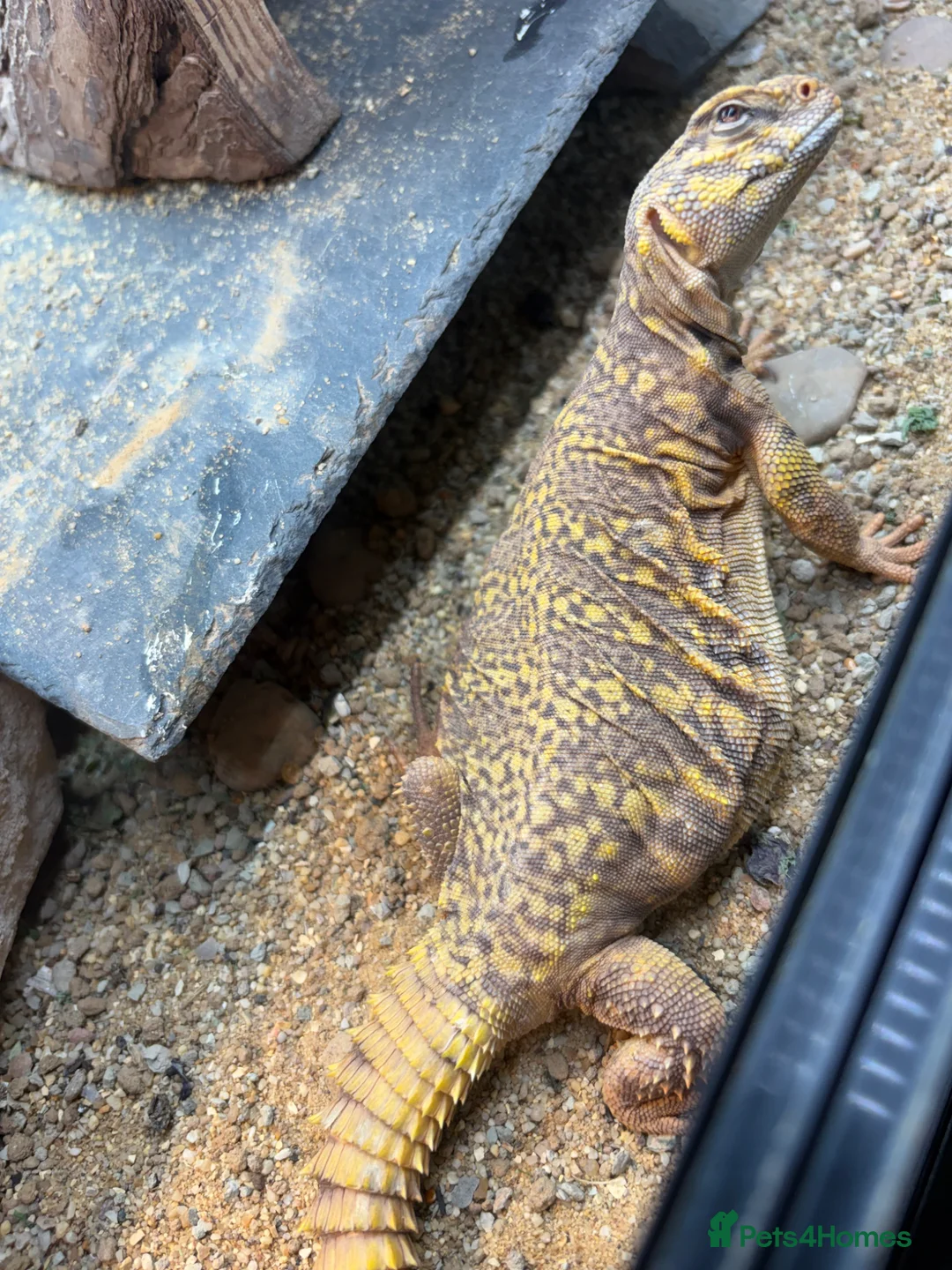 Lizard reptiles for sale: Uromastyx  female 5 yrs old  - Advert 2