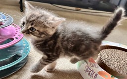 Mixed Breed cats for sale: Amiable mixed breed kittens - Image 12