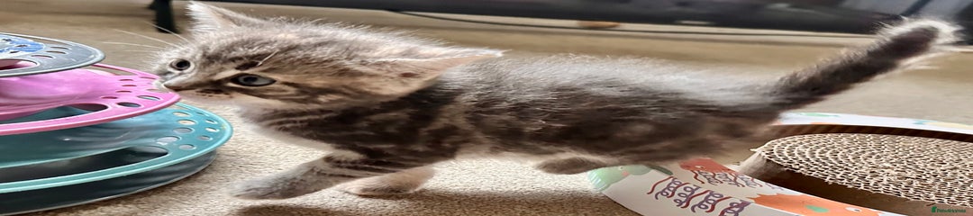 Mixed Breed Kitten 4