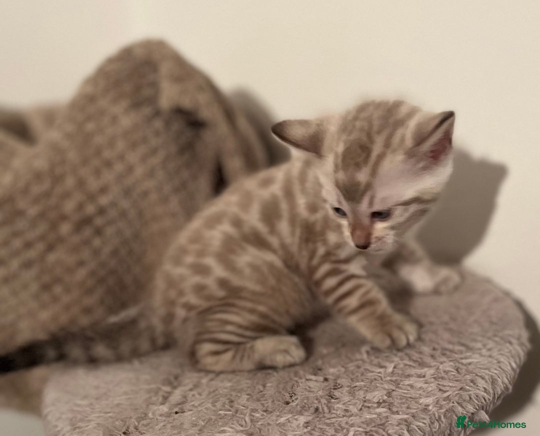 Bengal cats for sale: BIG BOY SNOW LYNX  - Advert 5