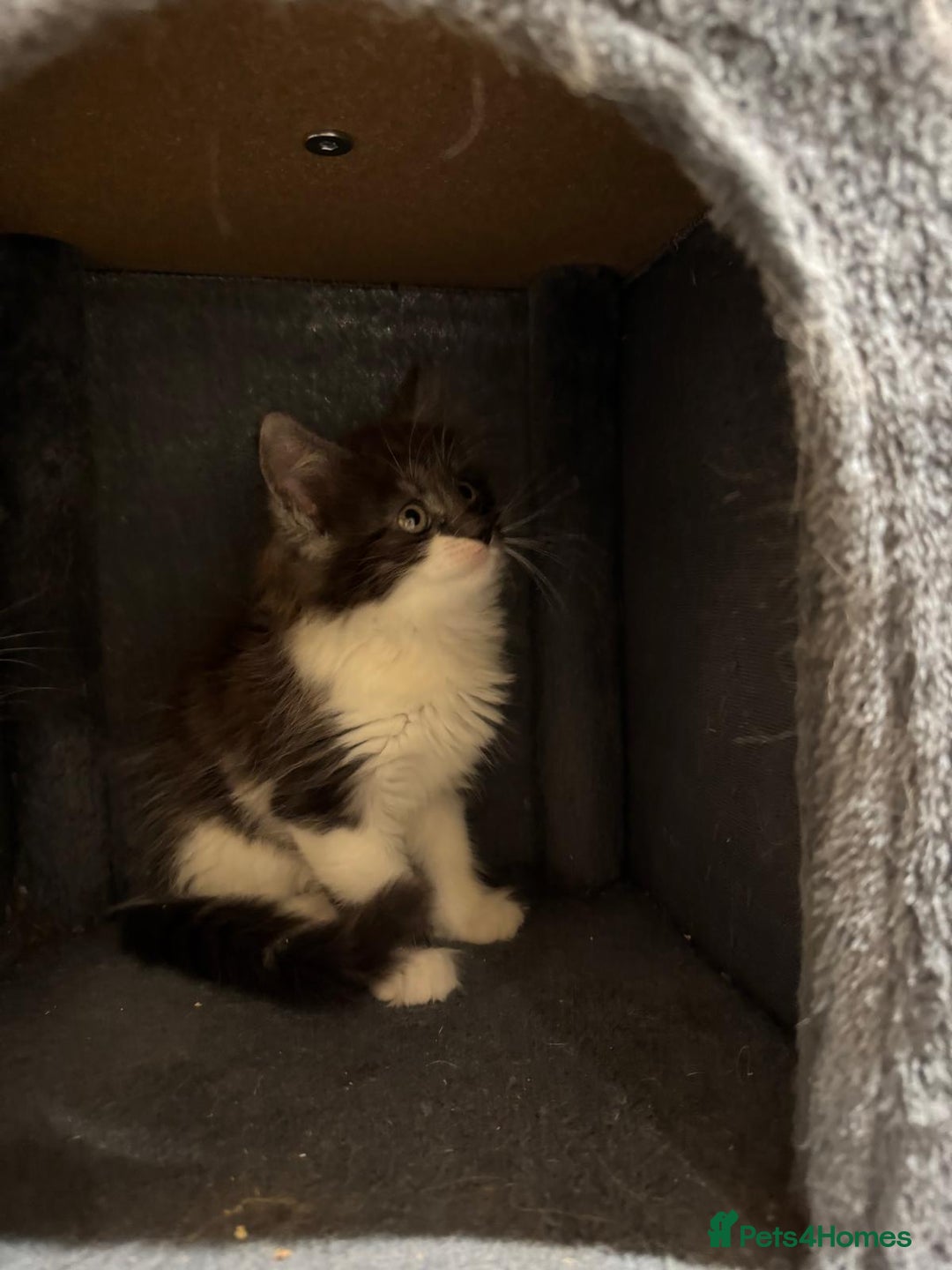 Maine Coon cats for sale: 🐾 Ragdoll × Maine Coon Kittens 🐾 - Image 18