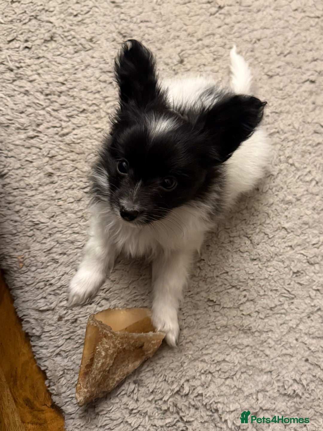 Papillon dogs for sale: Gorgeous litter of Papillon puppies for sale - Advert 13