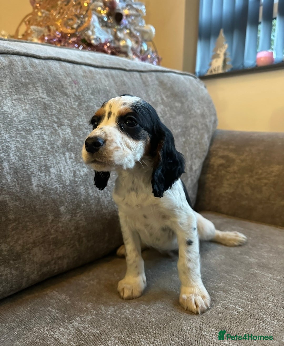 Sprocker dogs for sale: Beautiful sprocker puppies - Advert 4