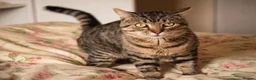 Mixed Breed cats for adoption: BERTIE - Advert 1