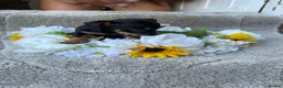 Jackshund dogs for sale: Beautiful JackShund Puppies - Advert 26