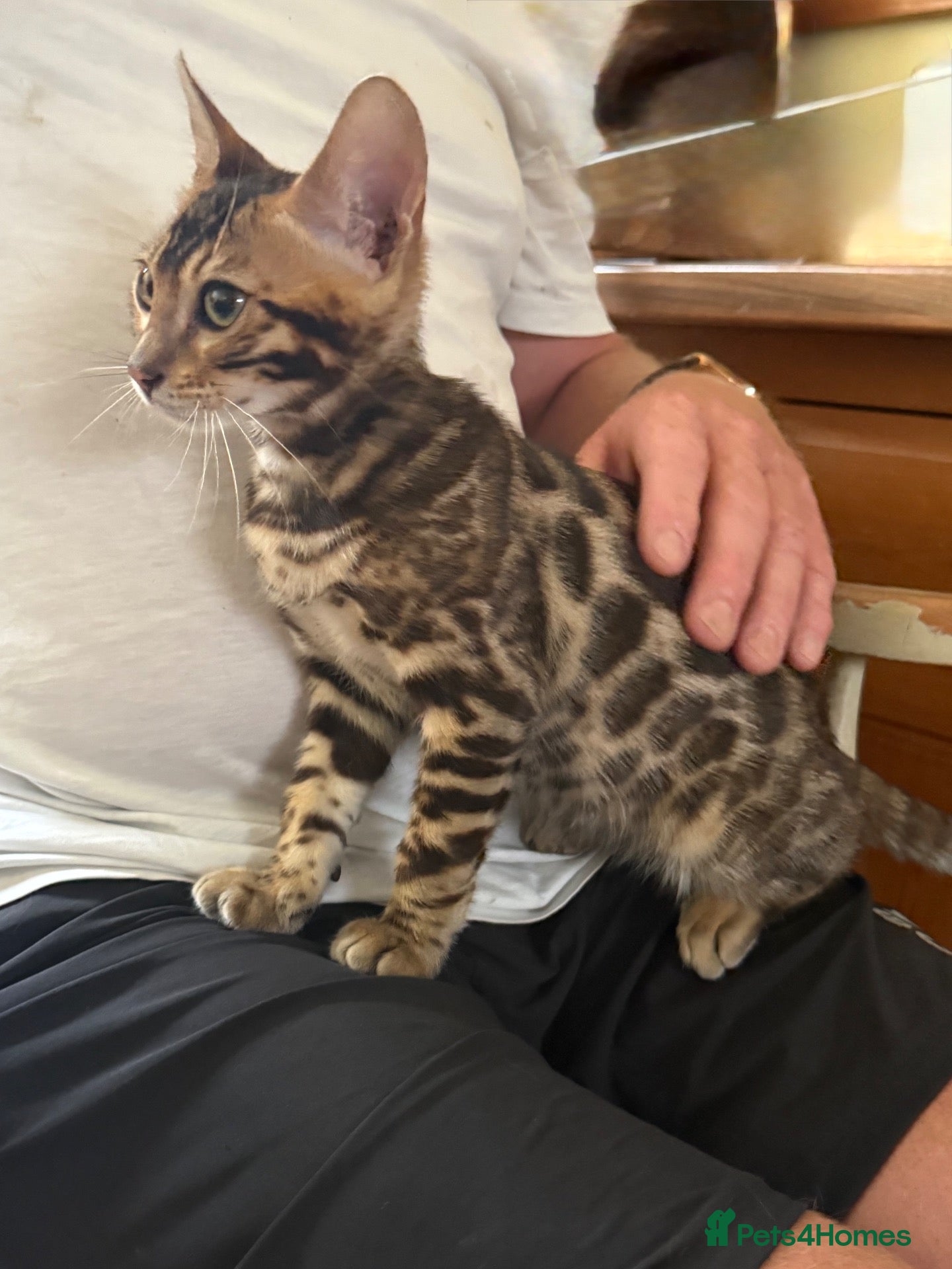 Bengal cats Ready now! Pedigree 🔥TICA Bengal Kittens - Advert 6