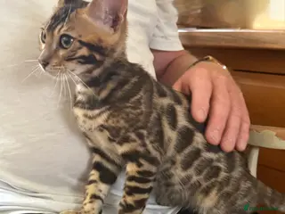 Bengal cats Ready now! Pedigree 🔥TICA Bengal Kittens - Advert 6