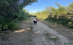 Border Collie dogs for sale: 7 Month Old Border Collie - Image 13
