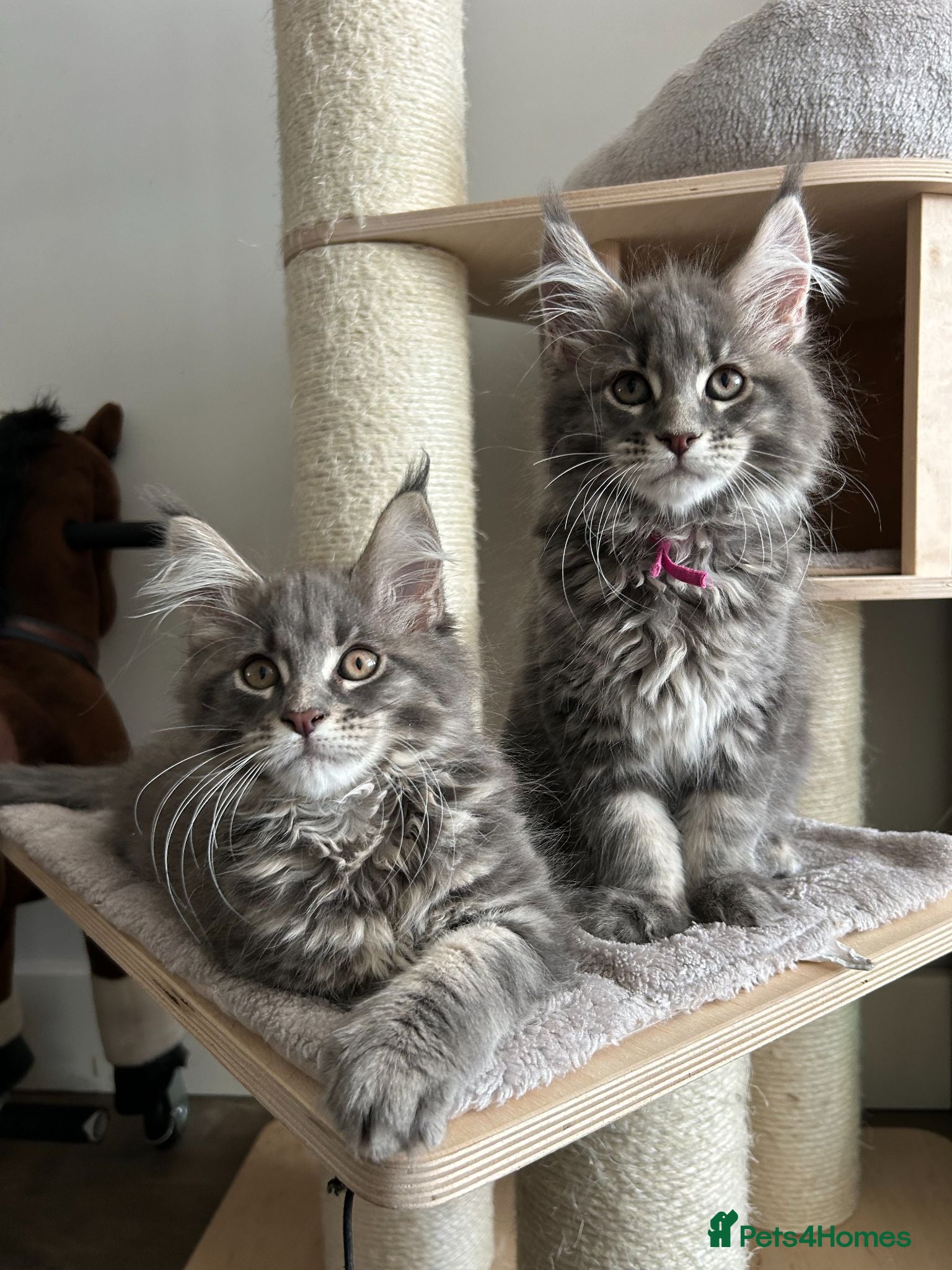 Maine Coon cats TICA Registered XXL Russian Bloodline Maine Coons - Advert 1
