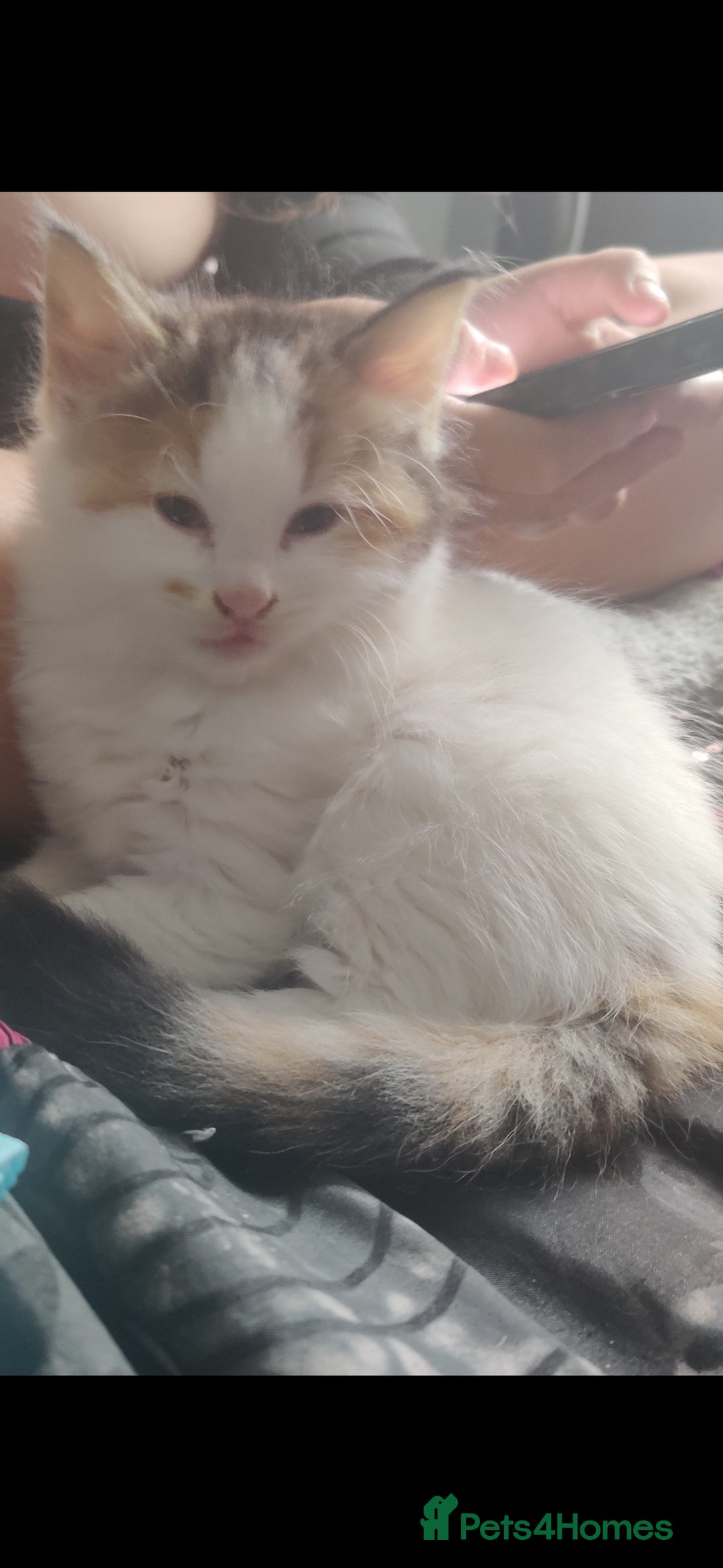 Mixed Breed cats for sale: Beautiful kittens ready for new loving homes  - Image 6