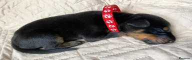 Dobermann 7