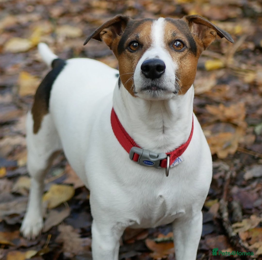 Jack Russell dogs for stud: Jack Russel for stud - Image 1
