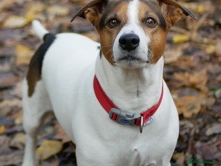 Jack Russell dogs - Advert 3