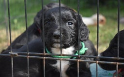 Sprocker dogs for sale: READY NOW F1 sprocker spaniels ready next week.  - Image 16