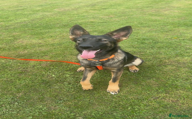 German Shepherd dogs - Advert 5