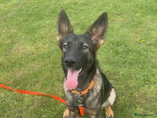 German Shepherd dogs - Advert 1