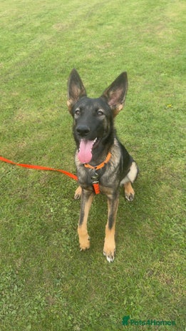 German Shepherd dogs - Advert 5