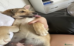 Mixed Breed dogs for sale: alaskan malamute cross puppies  in Bedford - Image 10