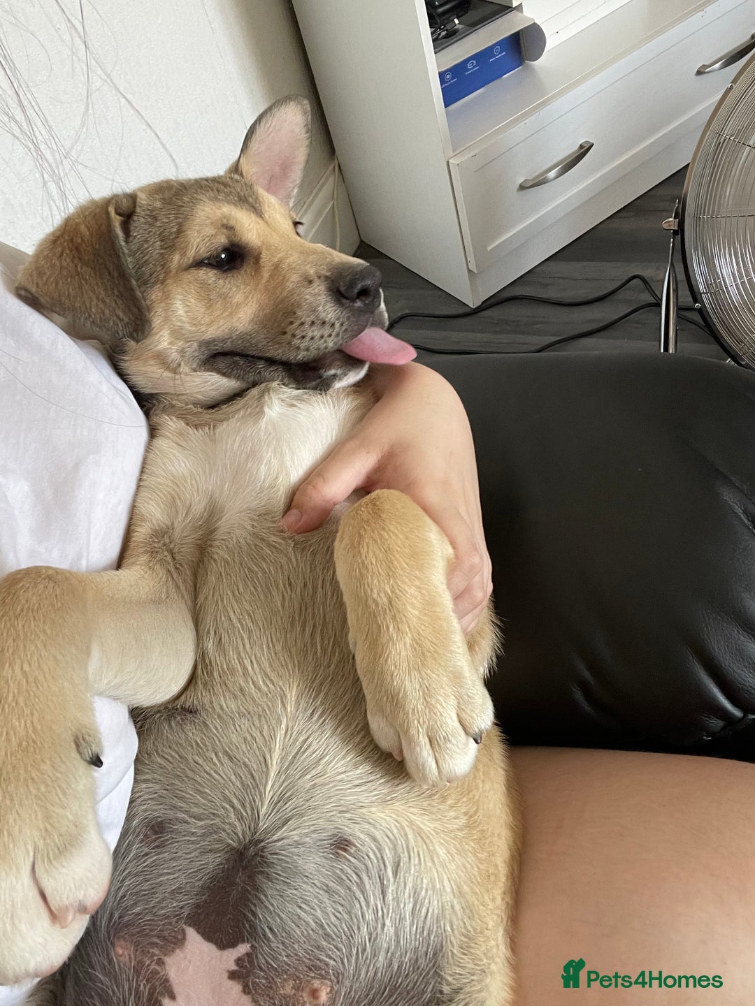 Mixed Breed dogs for sale: alaskan malamute cross puppies  in Bedford - Image 10