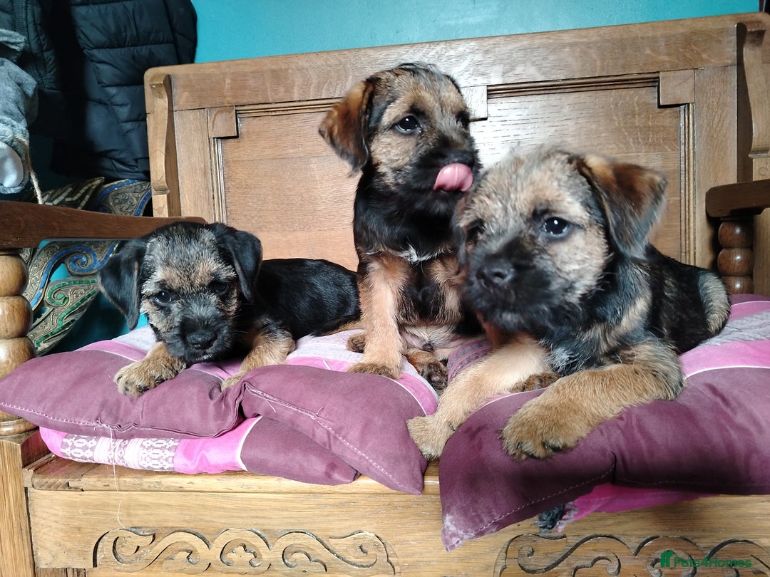 Border Terrier dogs for sale: Fully vaccination 1 boy left  - Image 16