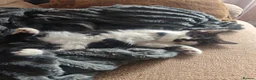 Mixed Breed cats for sale: Kitten  in Worksop - Advert 4