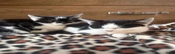 Mixed Breed cats for sale: Kittens for sale  - Advert 3
