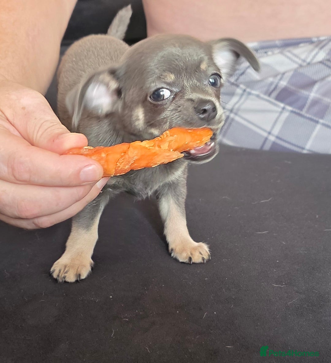 Chihuahua dogs for sale: 2 gorgeous blue & tan chihuahuas  - Image 7