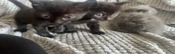 British Shorthair cats for sale: Rescue Kittnes - Advert 6
