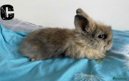 Lionhead rabbits for sale: Pure Breed Fluffy Double Mained Lionhead Kits - Image 9